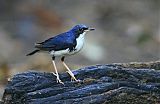 Siberian Blue Robin